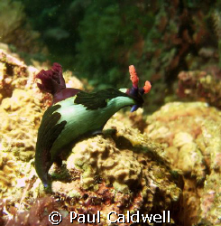 Nembrotha rutilans, Anilao, Philippines by Paul Caldwell 